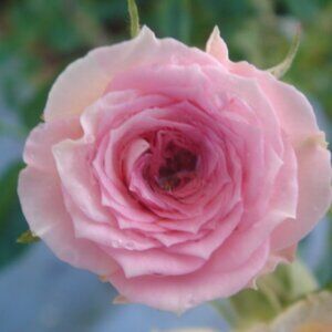 Meet your Posher, Migdalia